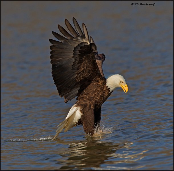 _2SB1962 american bald eagle.jpg